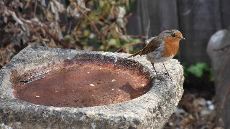 Bird perched on the edge of a dirty bird bath