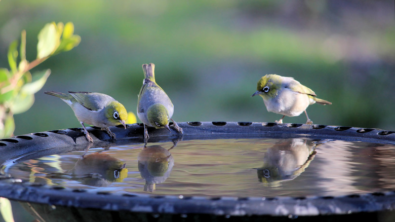Birds at bird bath