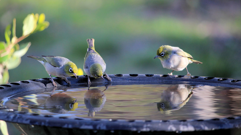 Three silvereye birds on a bird bath
