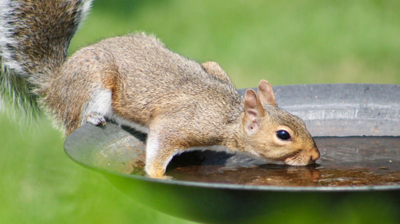 Squirrel drinking from a bird bath