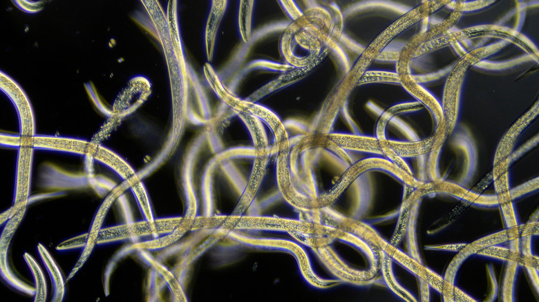 microscope image of beneficial nematodes