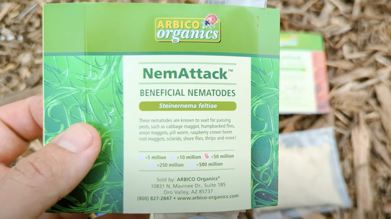 person holding packet of nematodes