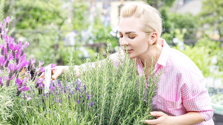 Woman smells rosemary and lavender in garden