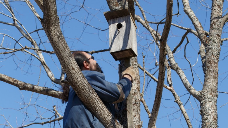 man installing birdhouse in tree