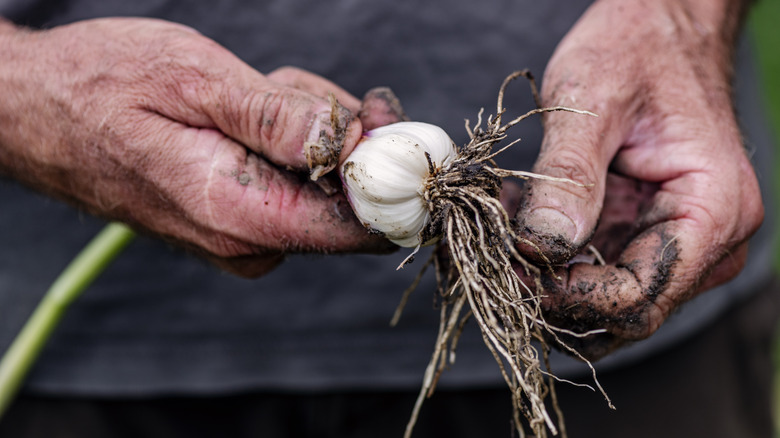 person harvesting garlic
