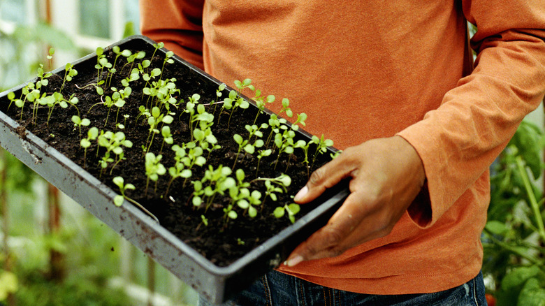 tray of seedlings