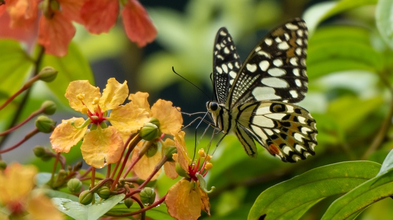 lime swallowtail butterfly on flower
