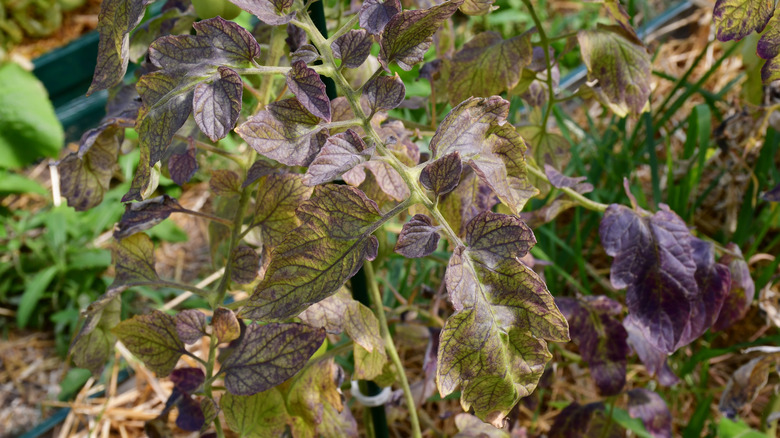 Purple and reddish colored tomato plant leaves