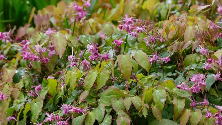 A blooming barrenwort with pink flowers and foliage.