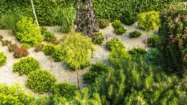 A well maintained garden with a variety of shrubs.