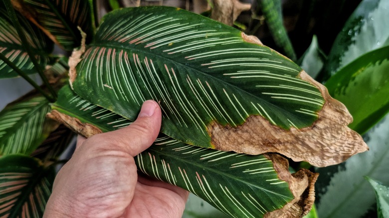 hand holding plant nutrient burn