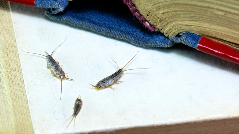 three silverfish on book