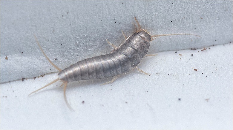 silverfish on gray fabric