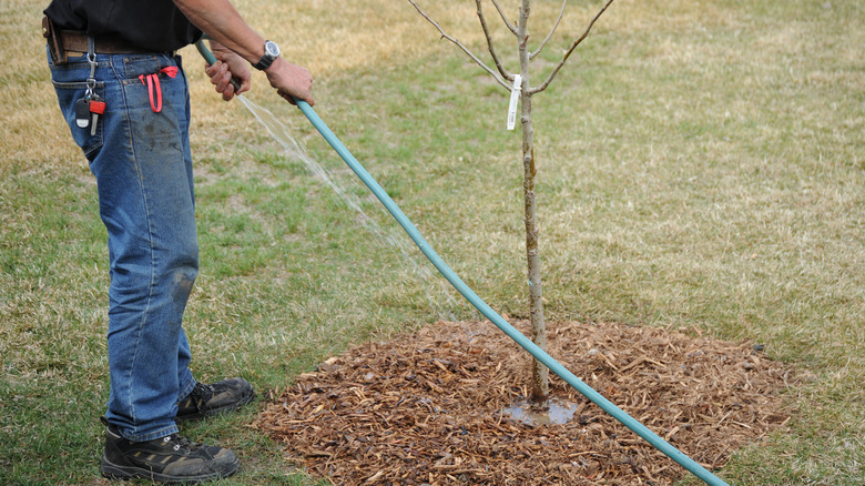 Man watering a tree surrounded by mulch