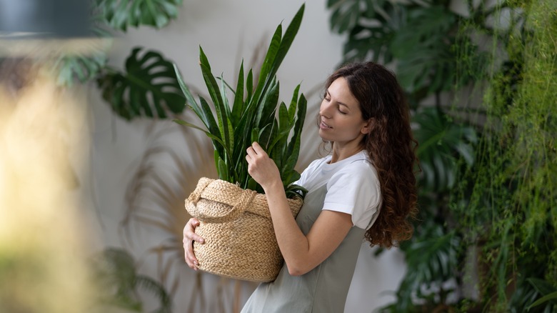 person holding snake plant