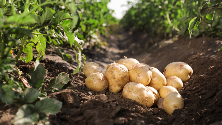 potatoes in a garden