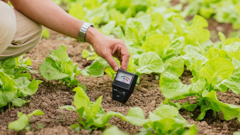 farmer testing soil acidity