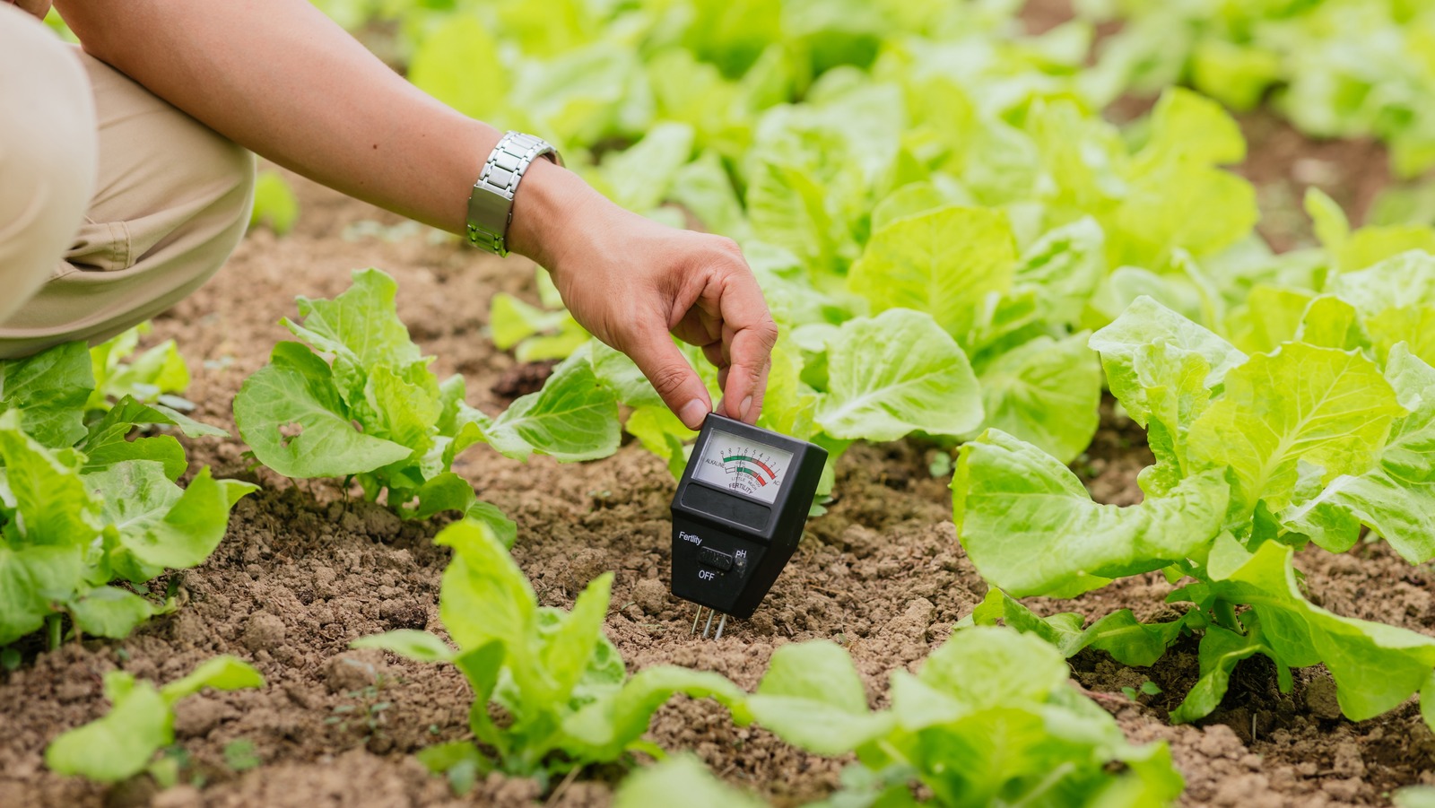 Why Soil Acidity Matters And How To Fix Imbalances