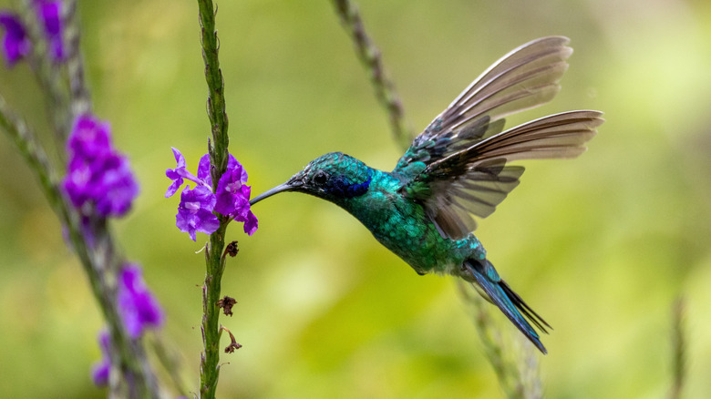 hummingbird feeds on a purple flower