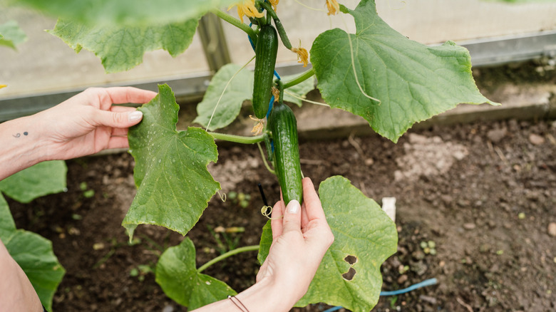 growing cucumbers at home