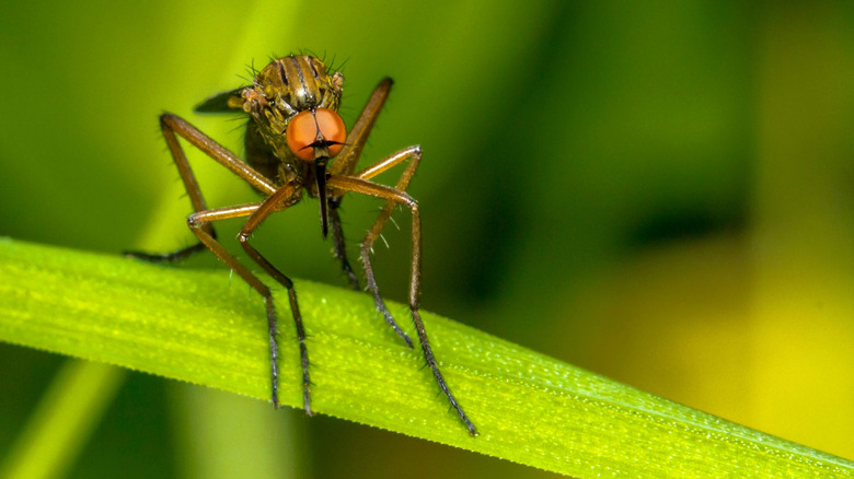 A mosquito on a leaf.