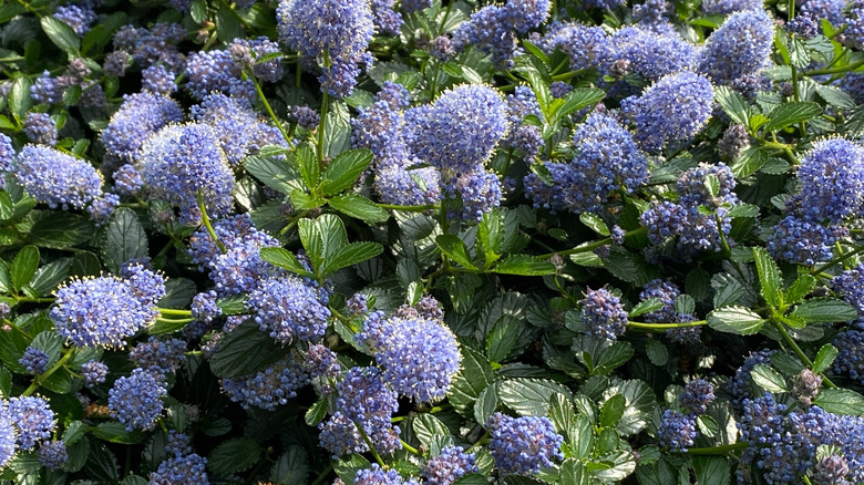 Flowering Ceanothus with lilac flower balls