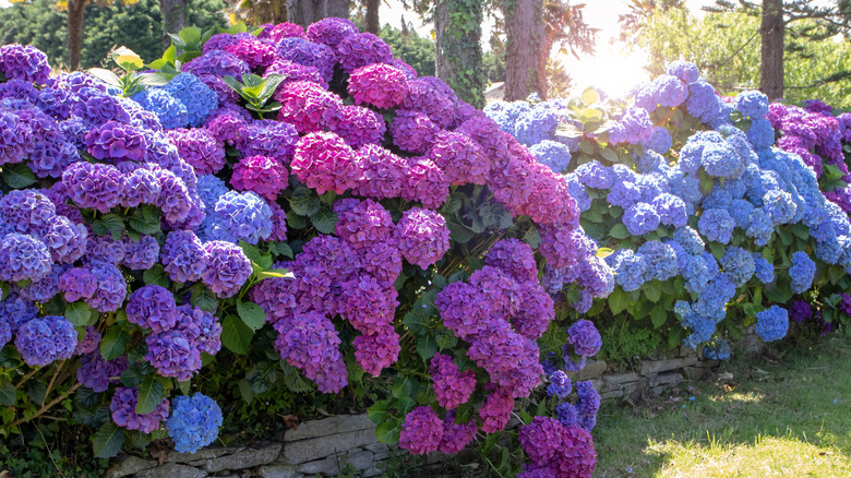 Blooming bigleaf hydrangeas in a garden border