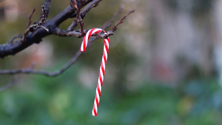 A candy cane hanging from a tree