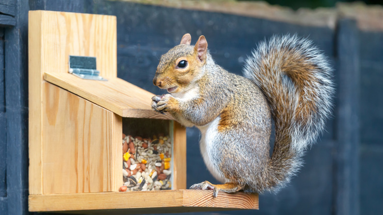A squirrel sits and eats food out of a wooden feeder set on someone's fence.