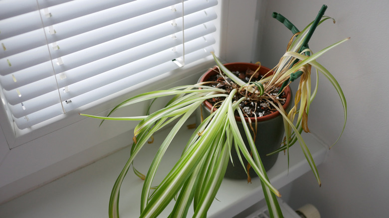 a spider plant with yellow, drooping leaves on a windowsill