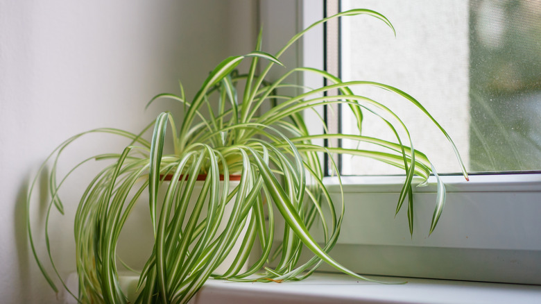 a Healthy spider plant with flowing striped leaves placed near a window
