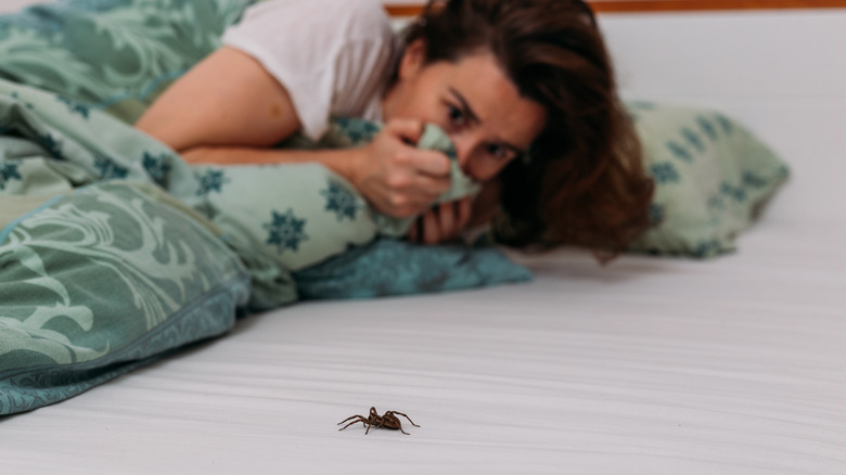 Spider in bed