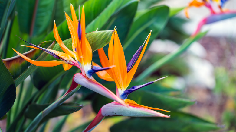 bird of paradise flowers