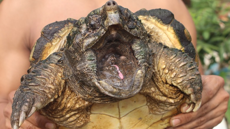 scary snapping turtle about to bite
