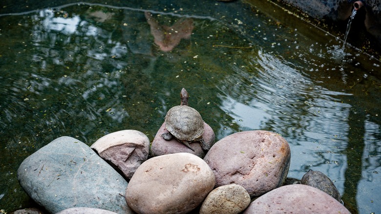 turtle standing on rocks in backyard pond