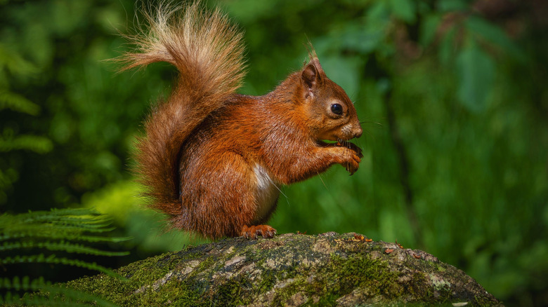 Brown squirrel sitting on a branch holding its front paws up.