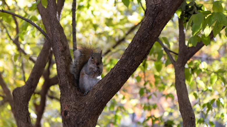 Grey squirrel sitting in a tree with front paws held up to its mouth.