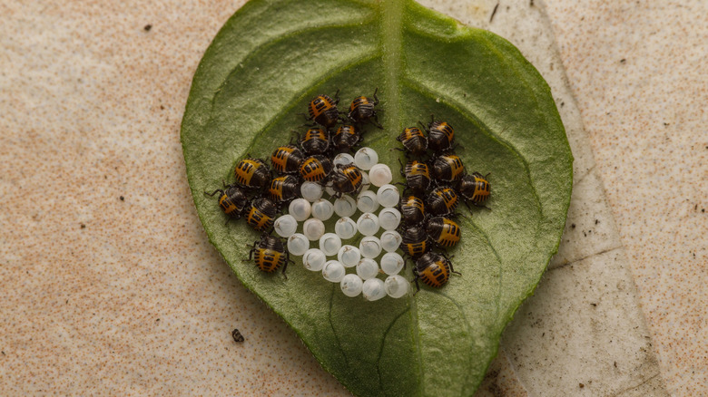 stinkbug nymphs and eggs on the underside of leaves