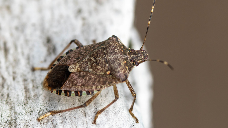 a brown marmorated stink bug (Halyomorpha halys), an invasive species from Asia