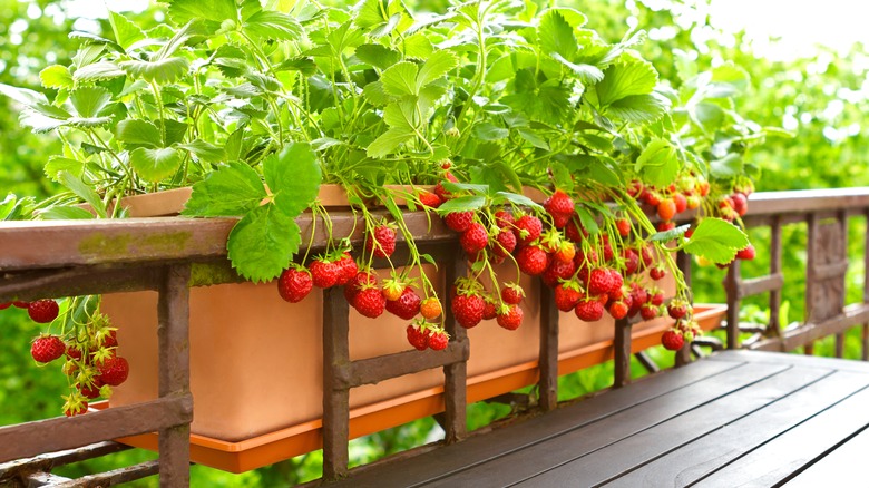 Strawberry plant