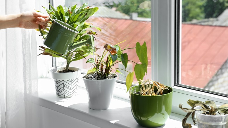 person watering dying houseplant