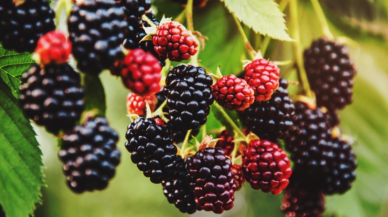 Blackberries growing on the bramble