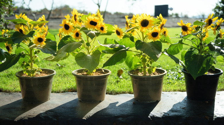Four pots of blooming sunflowers on a sunny rock wall