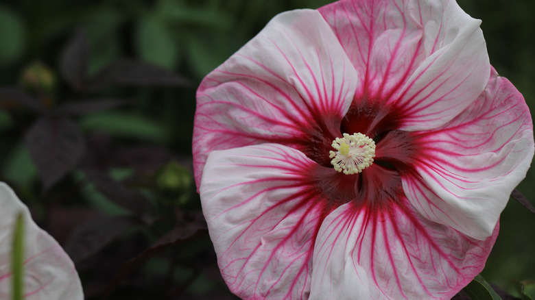 Summerific hibiscus 