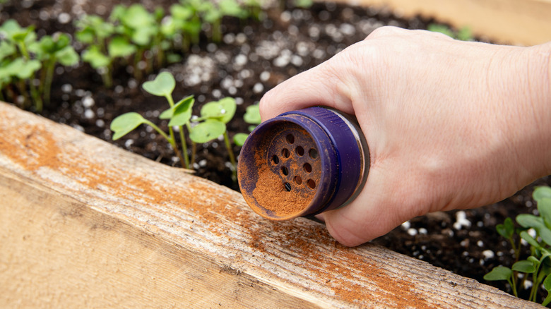 Closeup of hand sprinkling cinnamon on the edge of a seedling container