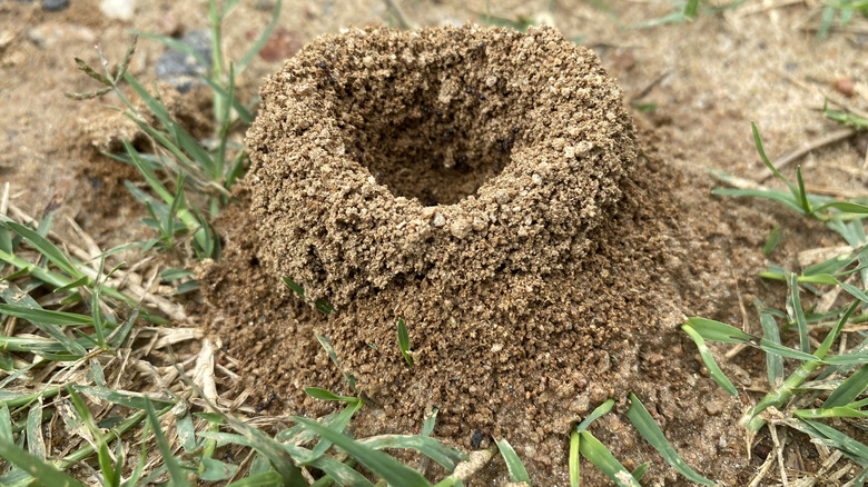 Closeup of anthill surrounded by grass