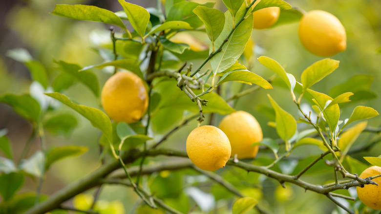 Lemon tree branches and fruit
