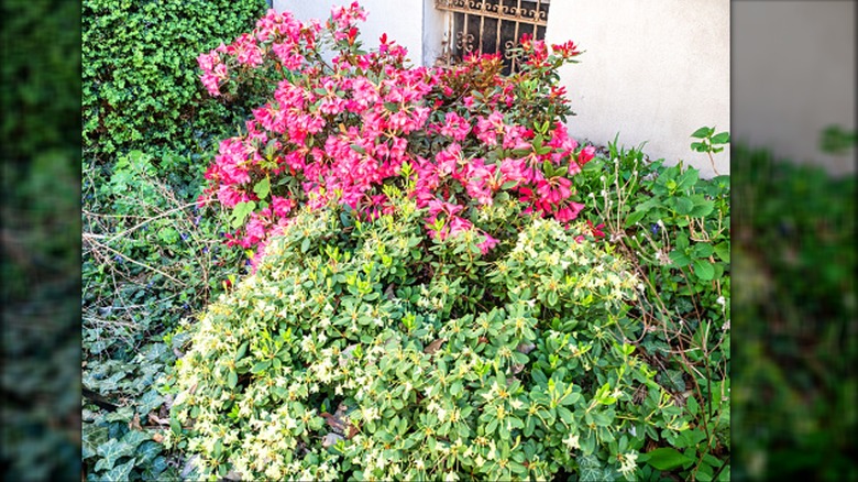 crowded bushes near house