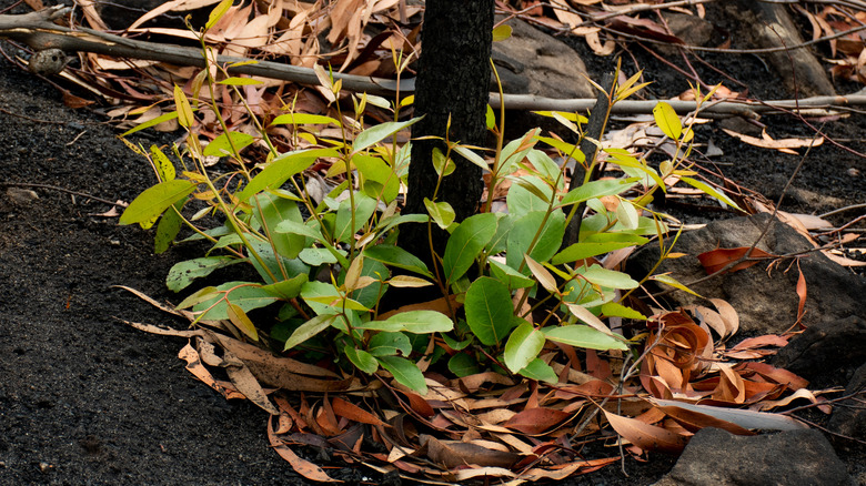 plant growth from roots