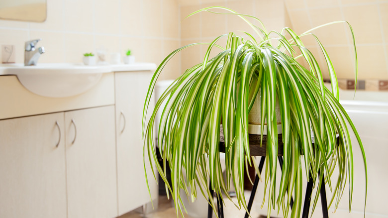 Spider plant in bathroom